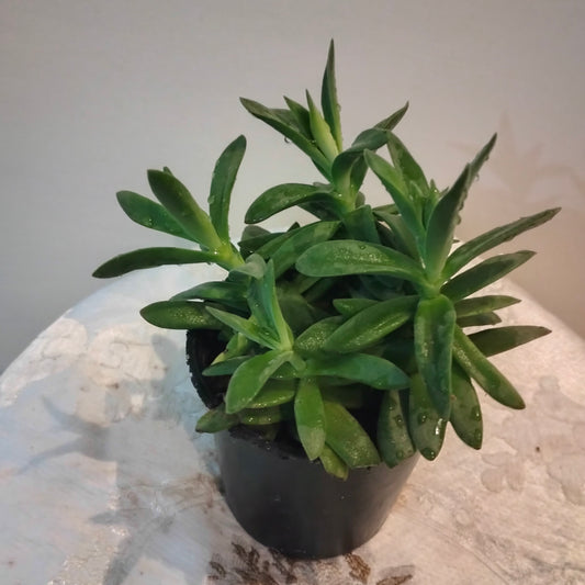 🌟 Golden Glow – سيدوم ذهبي