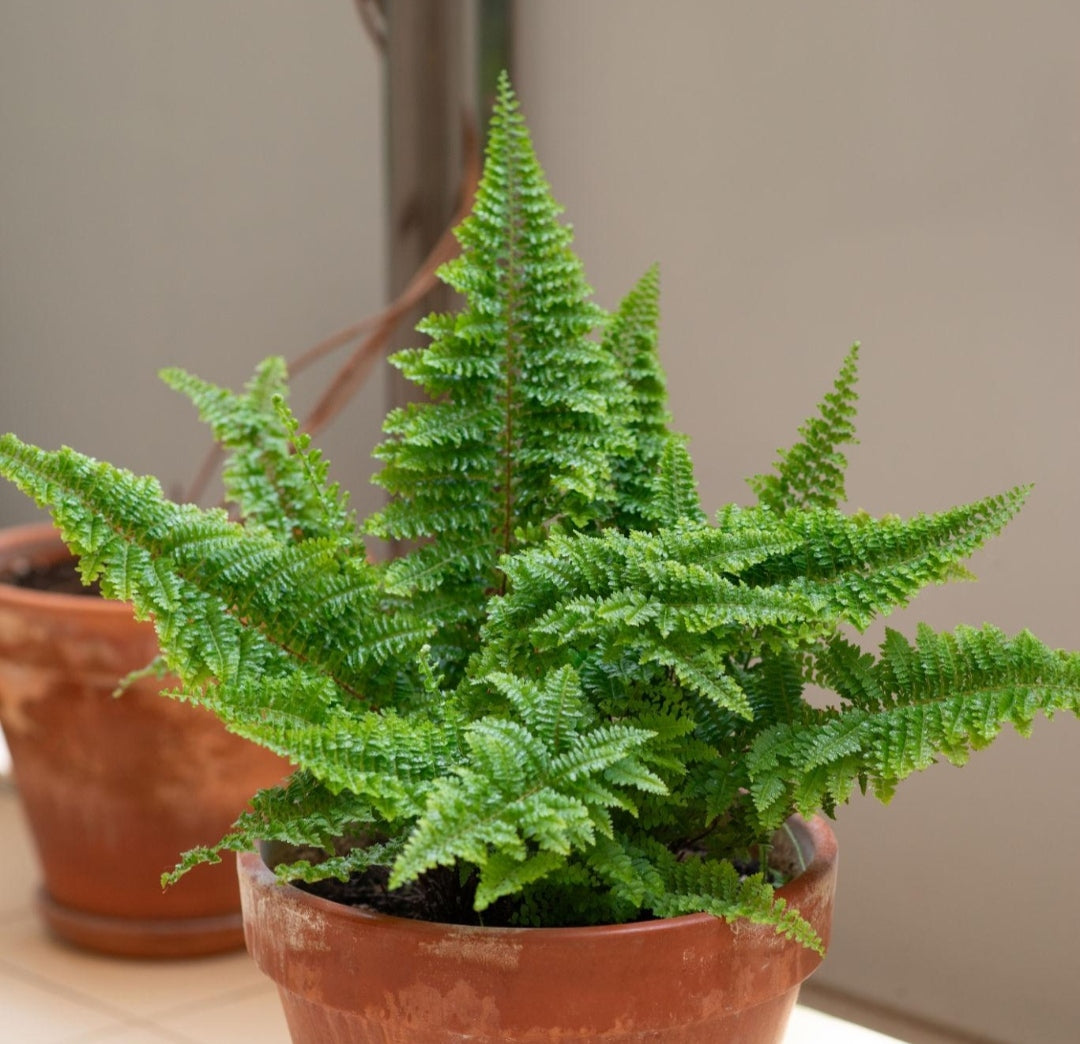فوجير - Boston Fern 🪴