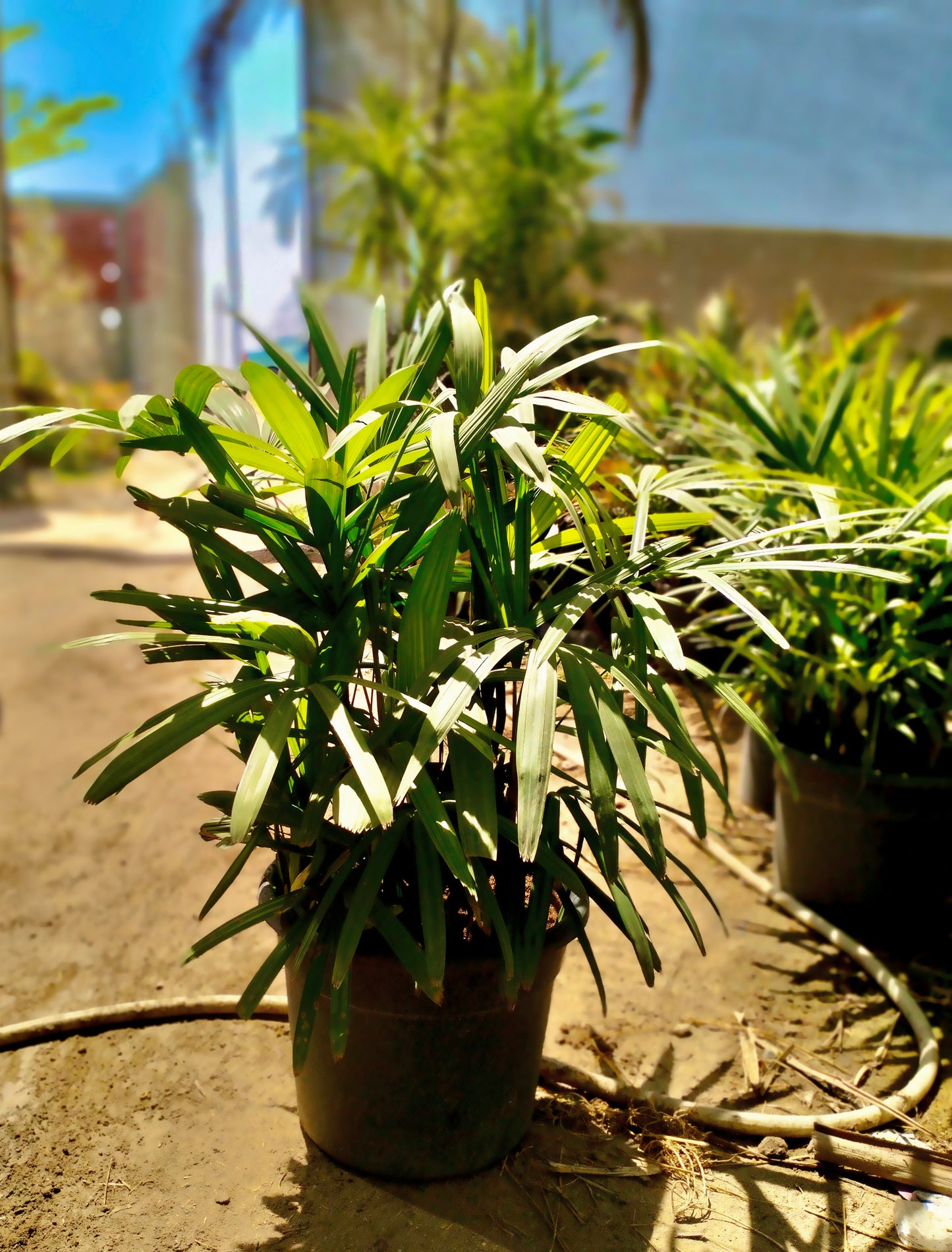 رابس – Rhapis Palm 🌴