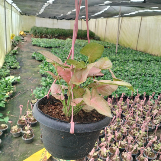 بينك سينجونيوم - Pink Syngonium 🌿