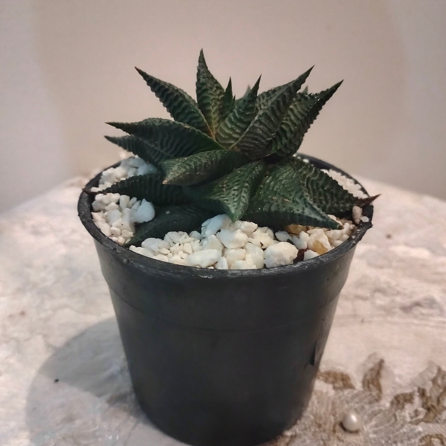 Star Haworthia هاورثيا نجمة 💫