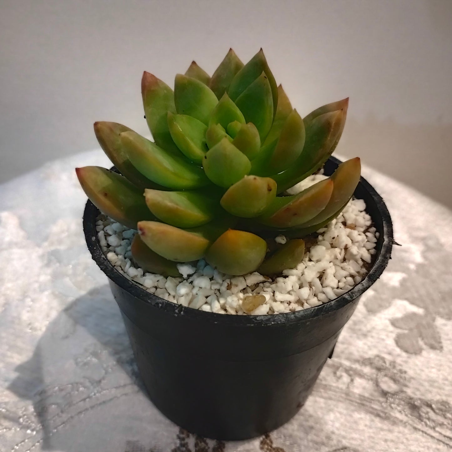 Red Echeveria ايشفيريا حمراء