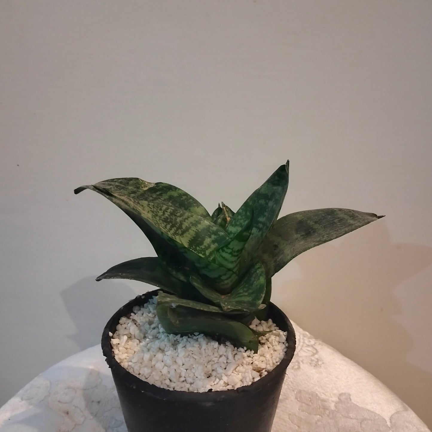 🌿 Dwarf Sansevieria سانسفيرا مقزمة
