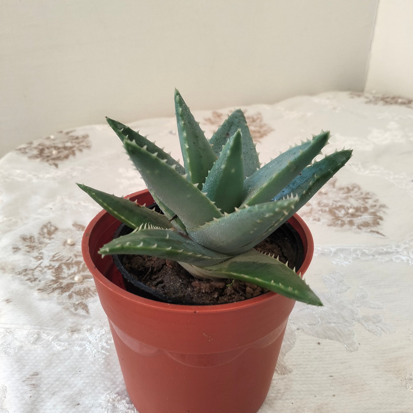 الوفيرا قزمية Dwarf Aloe Vera