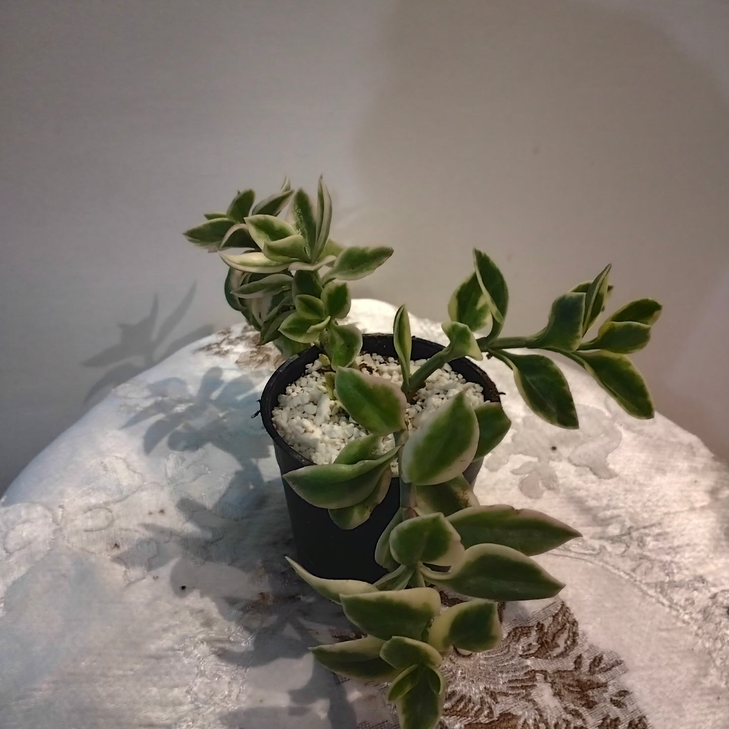 Baby Sun Rose حى علم ابيض 🪴