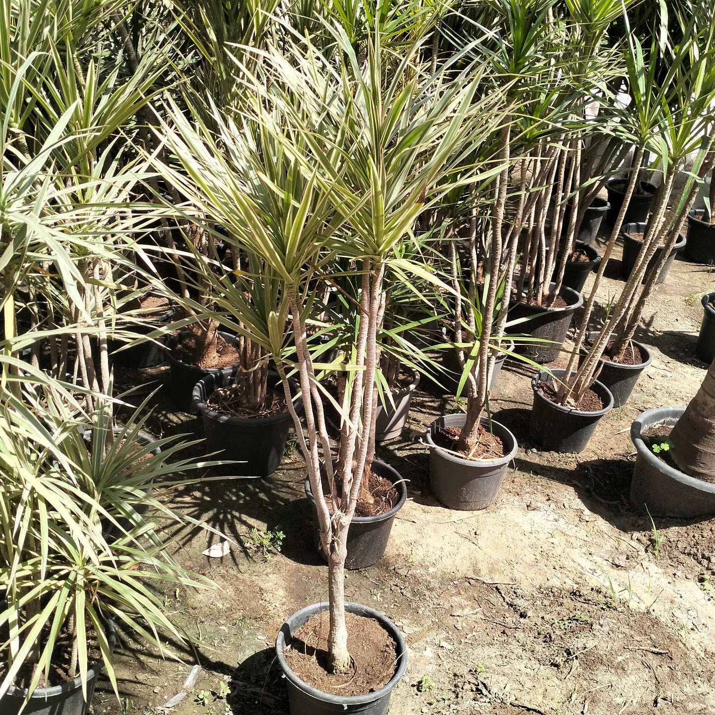 Draceana Reflexa دراسينا ريفلكسا