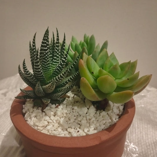 Succulent Symphony 🌵🪴سيمفونية العصاريات