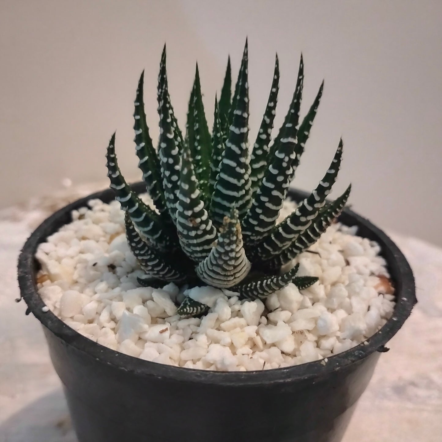 Haworthia Zebra هاورثيا زيبرا 🌵