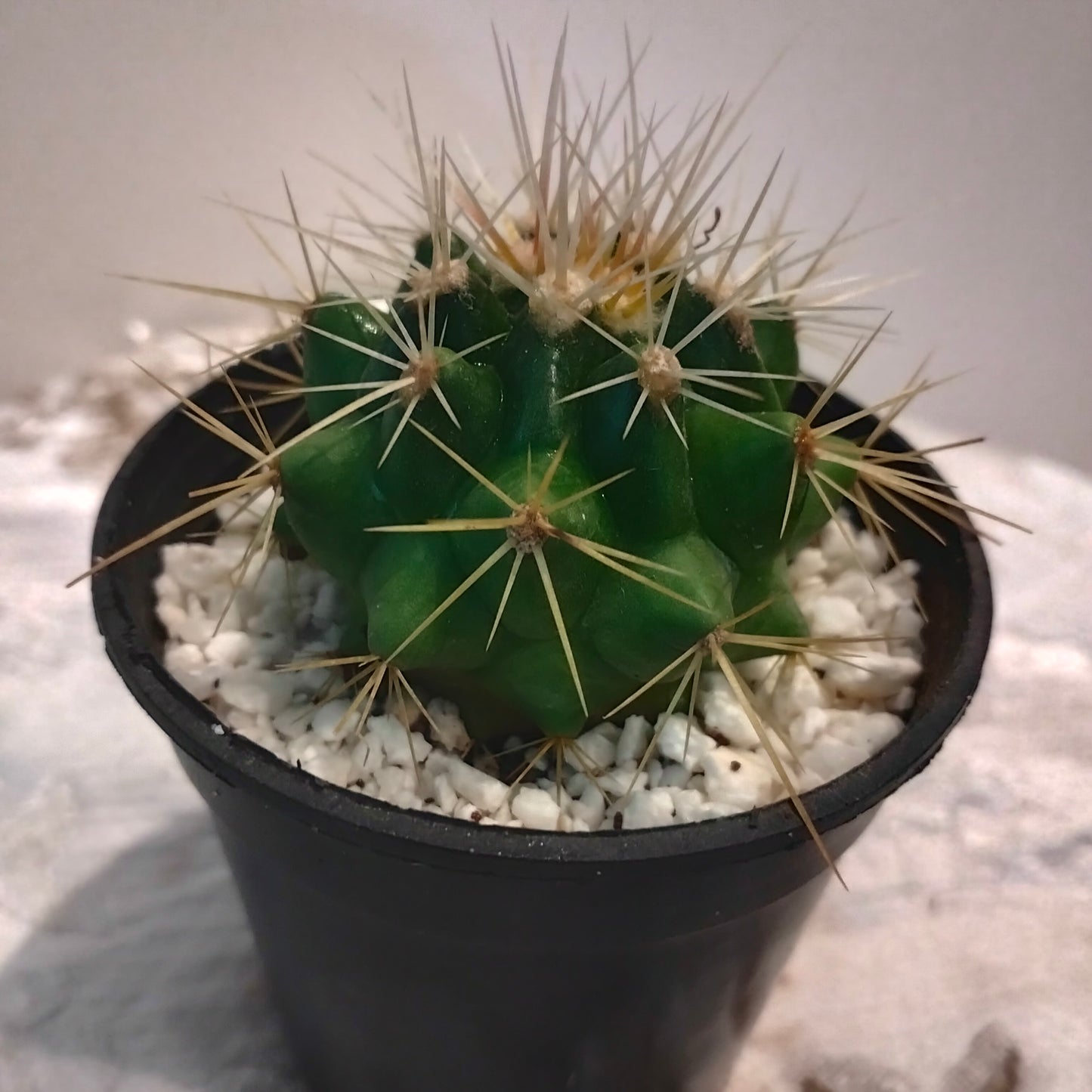Golden Barrel Cactus صبار عمة القاضى