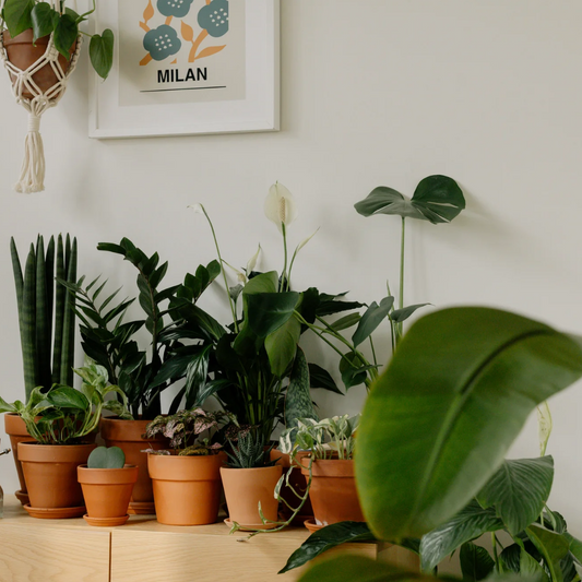 🌿 صيانة النباتات الداخلية (Indoor Plant Maintenance)