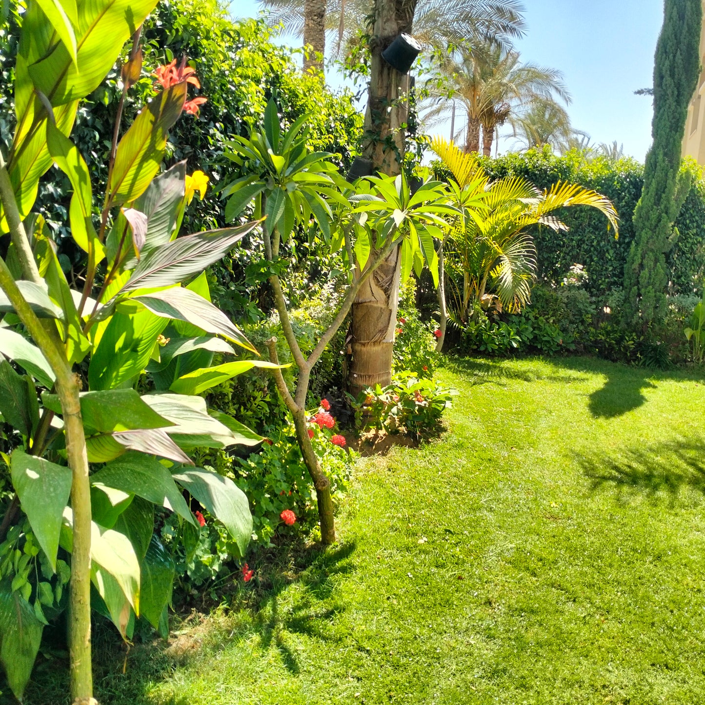 🌿 صيانة الحدائق المنزلية | Home Garden Maintenance