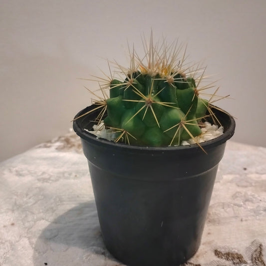 Golden Barrel Cactus صبار عمة القاضى