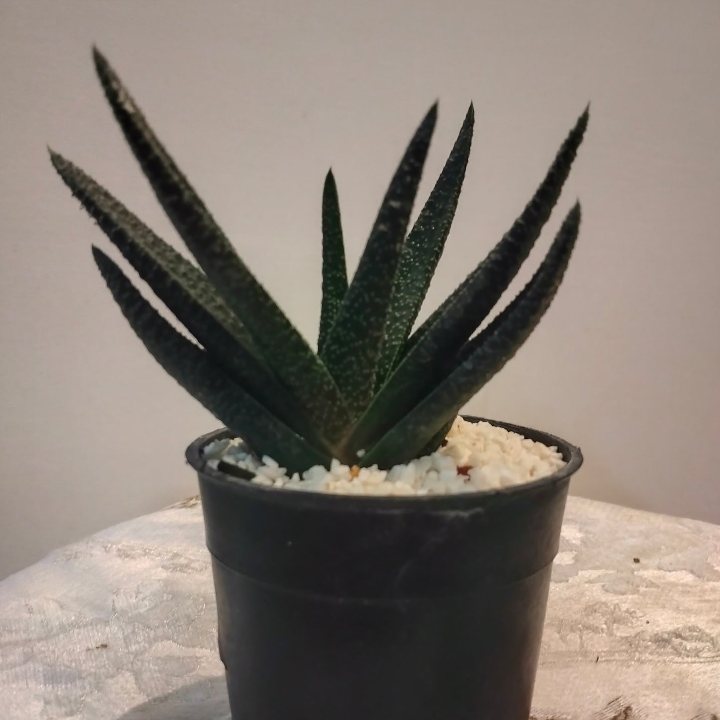 Gasteria جاستريا 🪴