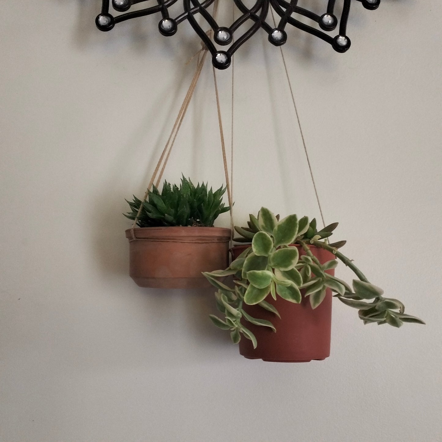 Succulent Sky Bundle