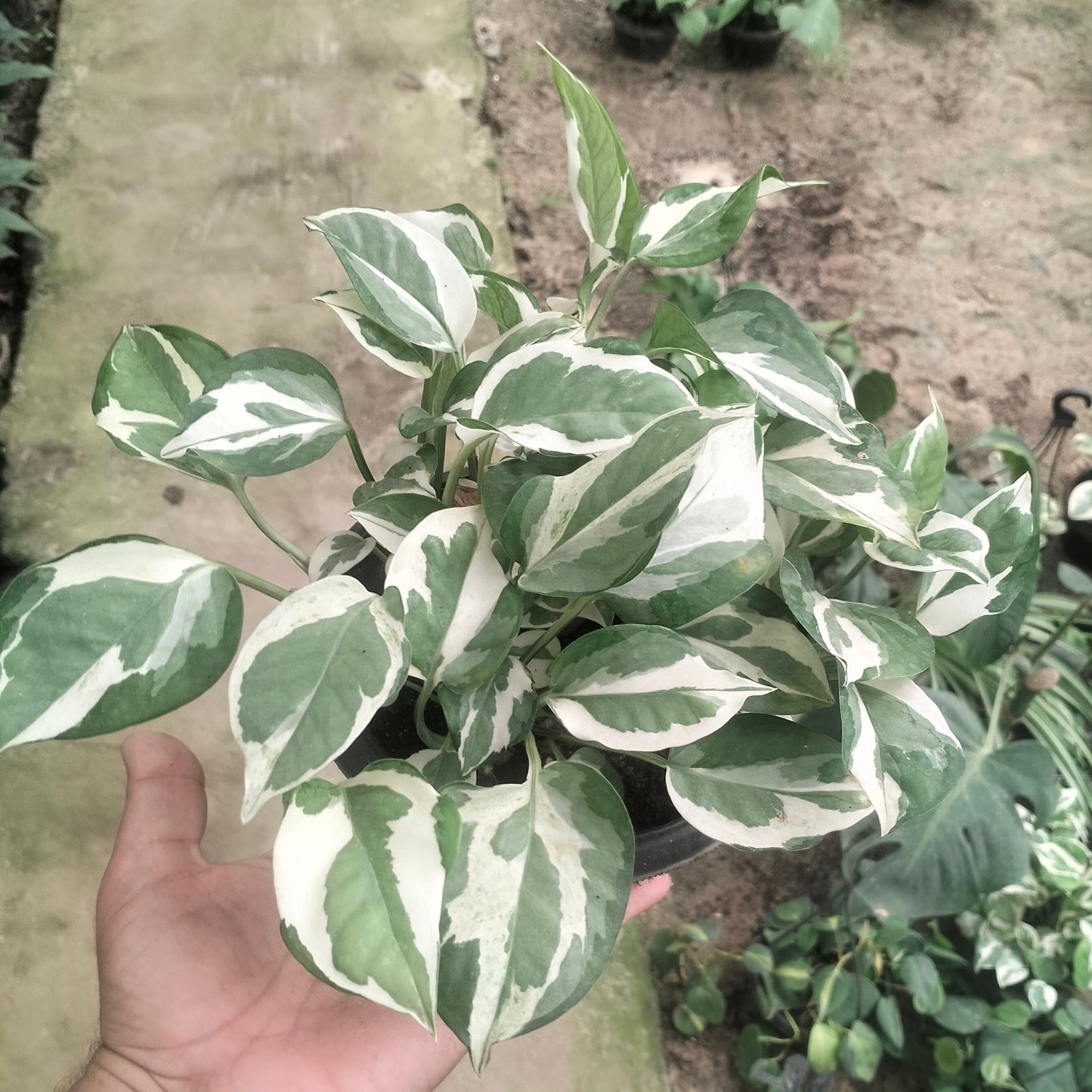 بوتس إنجوي – Pothos N’Joy