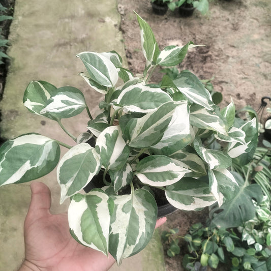 بوتس إنجوي – Pothos N’Joy