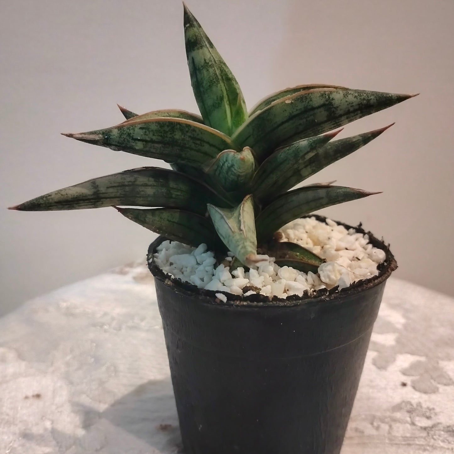 Dwarf African Spear صبار الرمح الافريقى