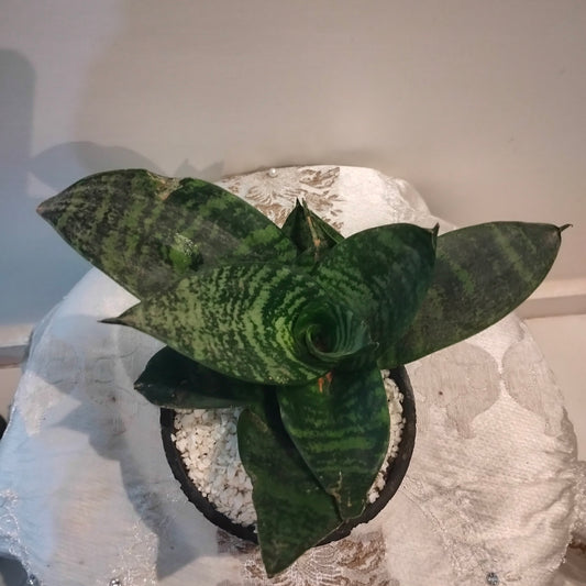 🌿 Dwarf Sansevieria   سانسفيرا مقزمة