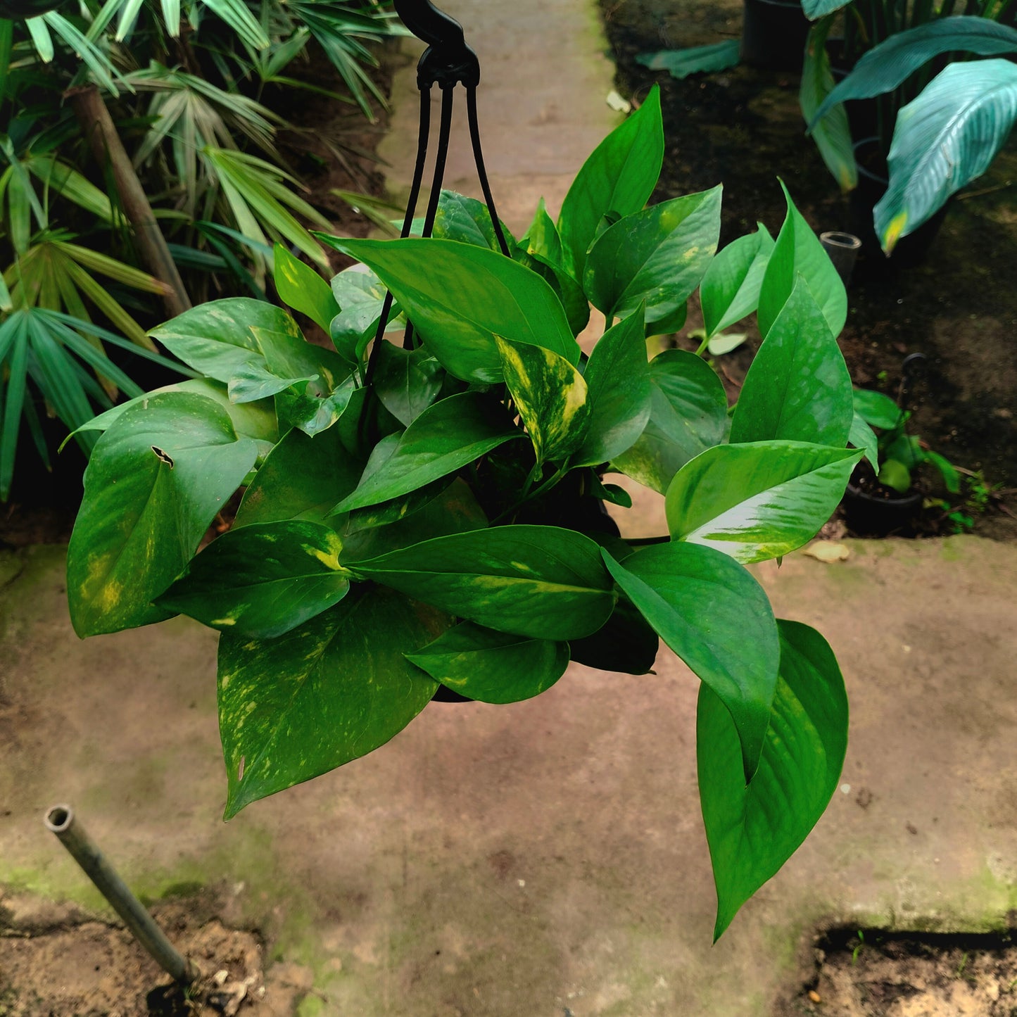 Golden Pothos - بوتس جولدن