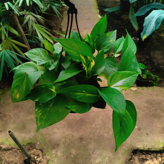 Golden Pothos - بوتس جولدن