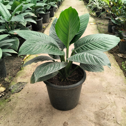 اسباثيفيليم – Spathiphyllum 🌿 (Queen lily)