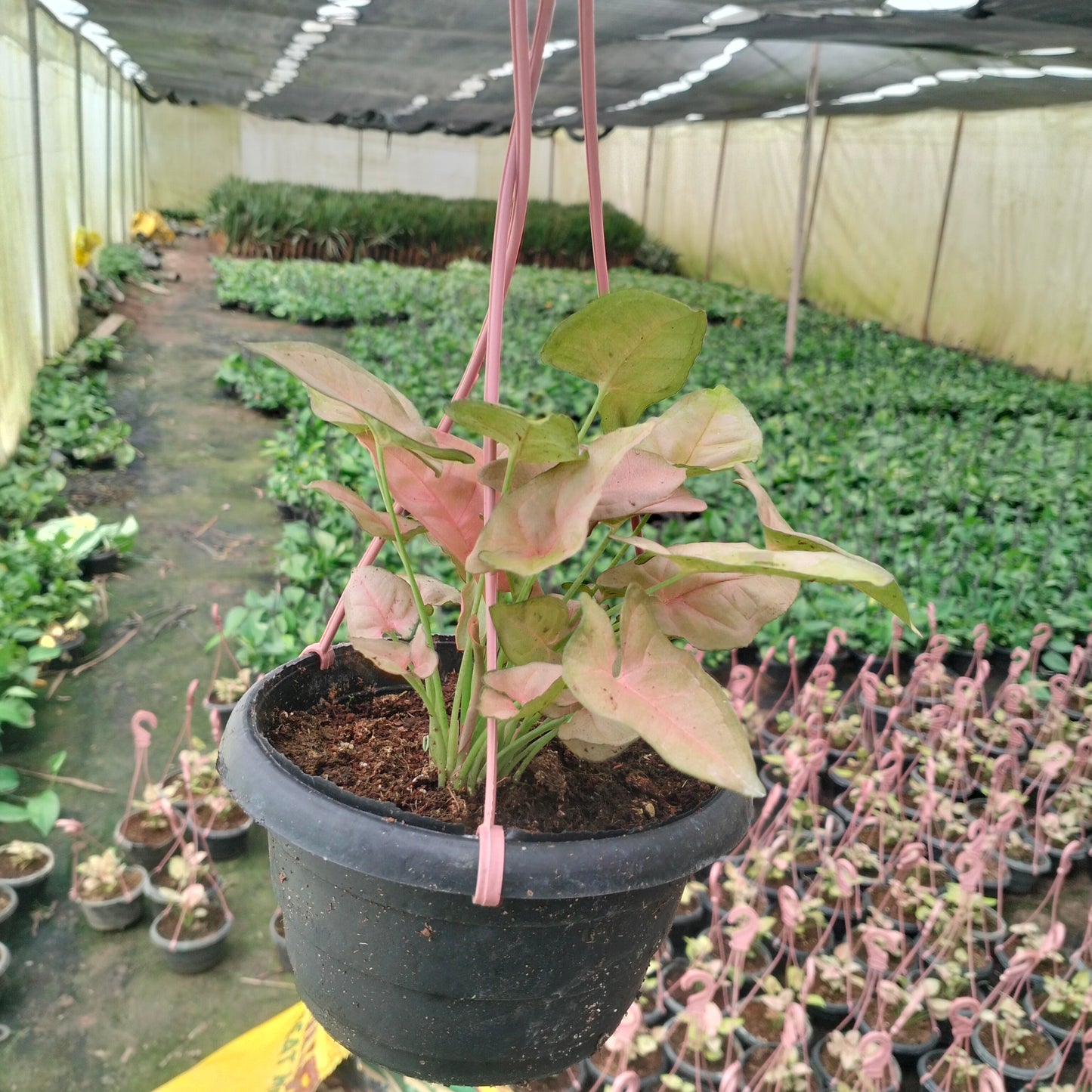 بينك سينجونيوم - Pink Syngonium 🌿