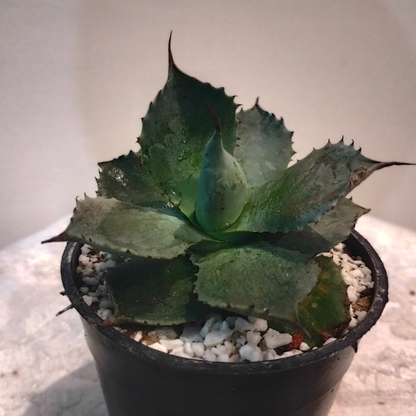Agave Cactus صبار اجاف 🌵