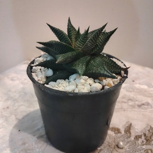 Star Haworthia هاورثيا نجمة 💫