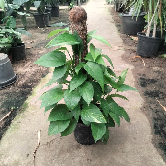 بوتس عمودى ٤٠ : ٥٠ سم Pothos Stick 40 : 50 cm