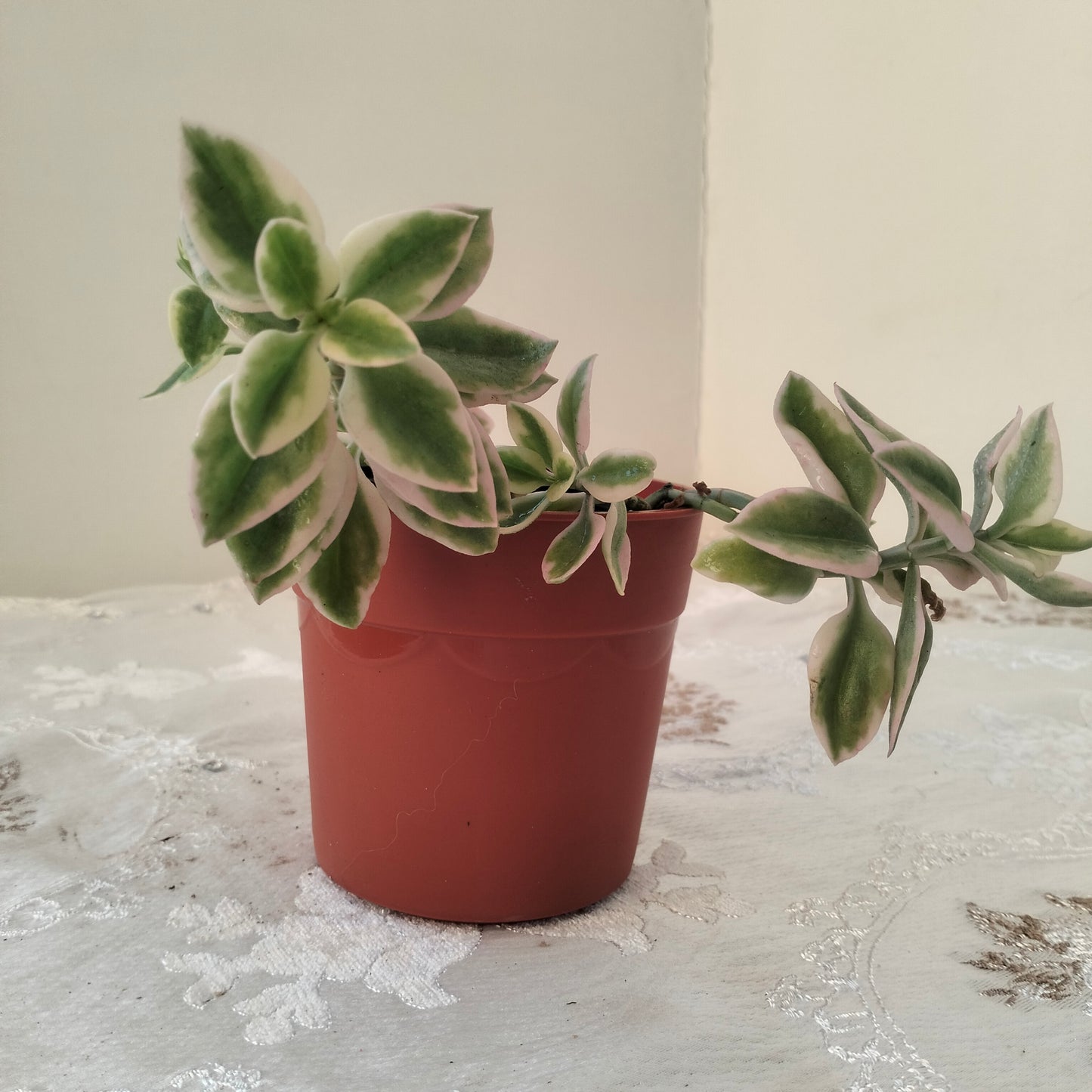 Baby Sun Rose حى علم ابيض 🪴