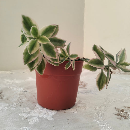 Baby Sun Rose حى علم ابيض 🪴