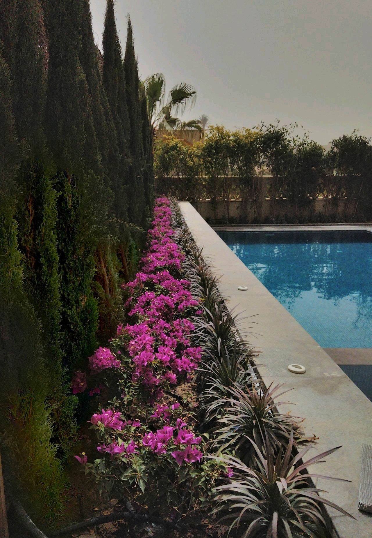 🌿 صيانة الحدائق المنزلية | Home Garden Maintenance