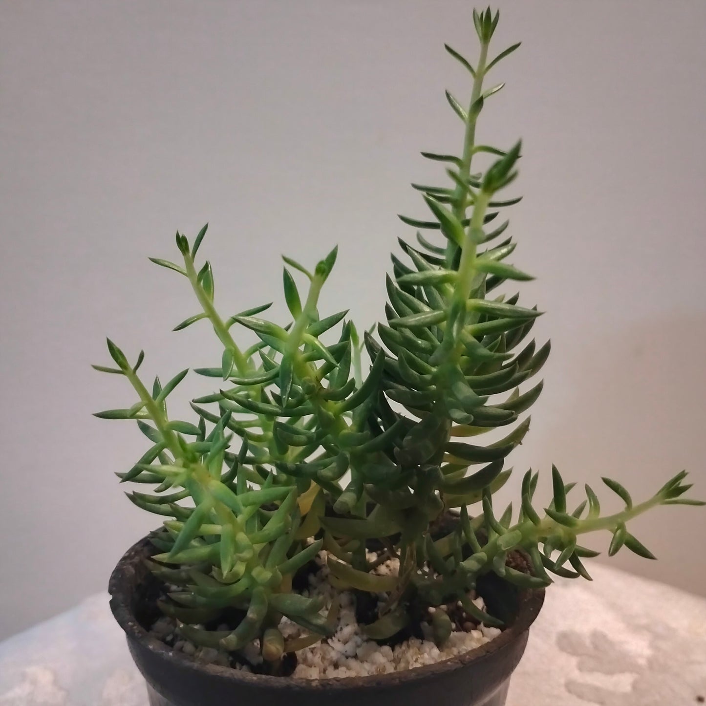 Petrosedum بيتروسيدم