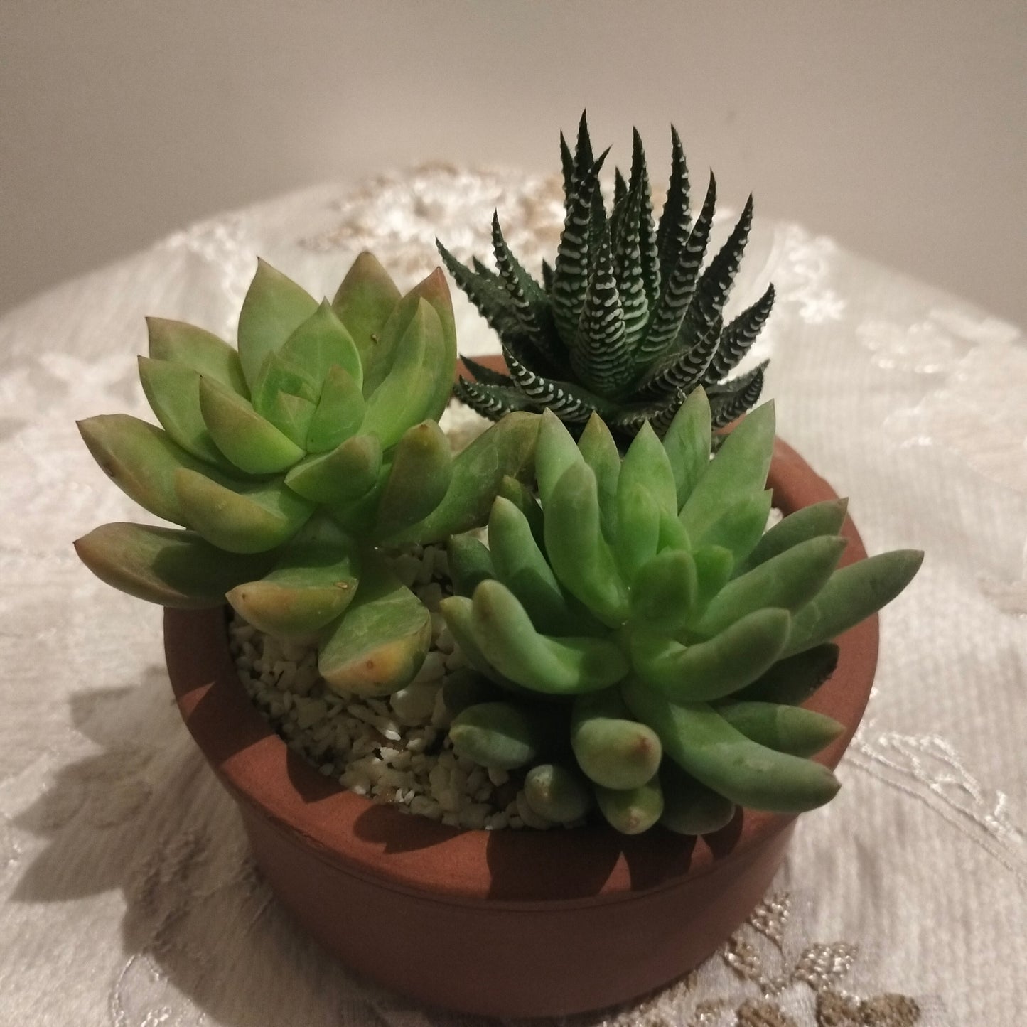 Succulent Symphony  🌵🪴سيمفونية العصاريات