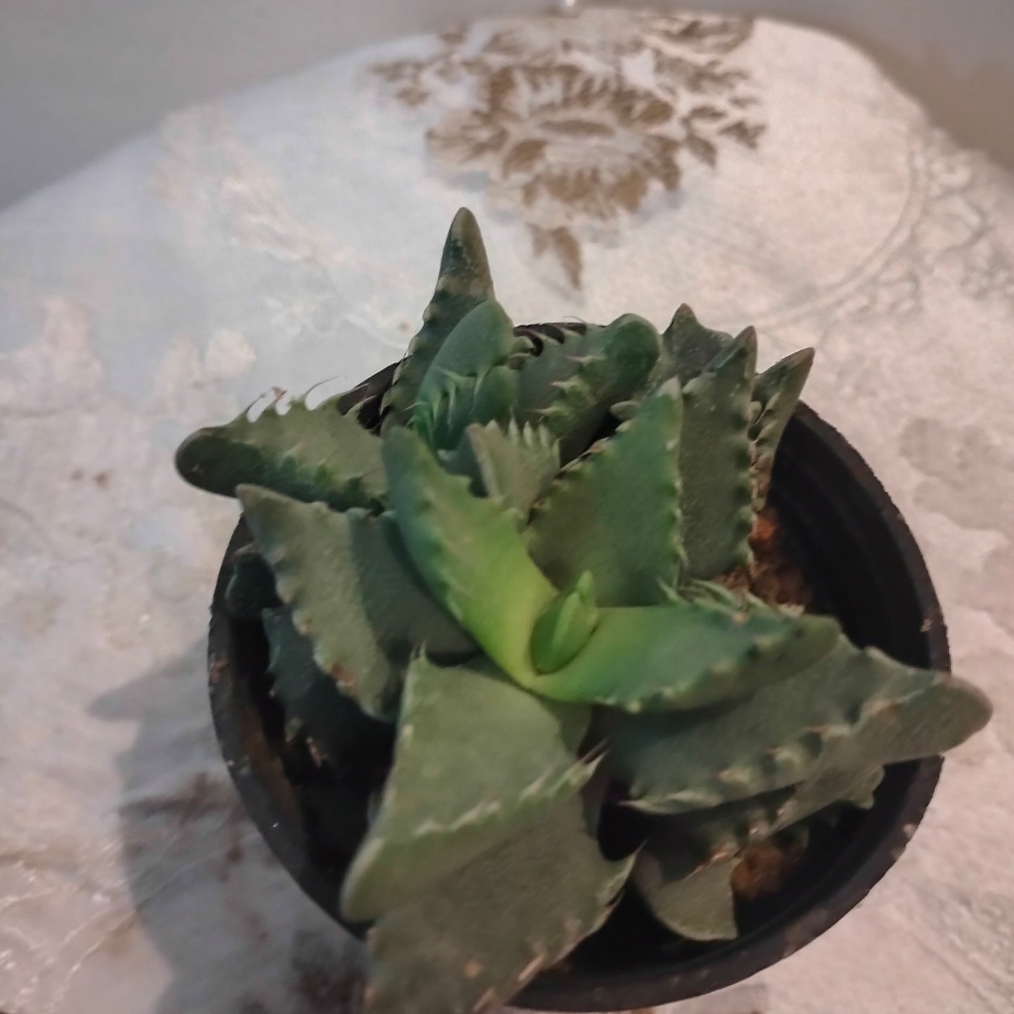 🌿 Tiger’s Jaw Plant 🐯 فك النمر