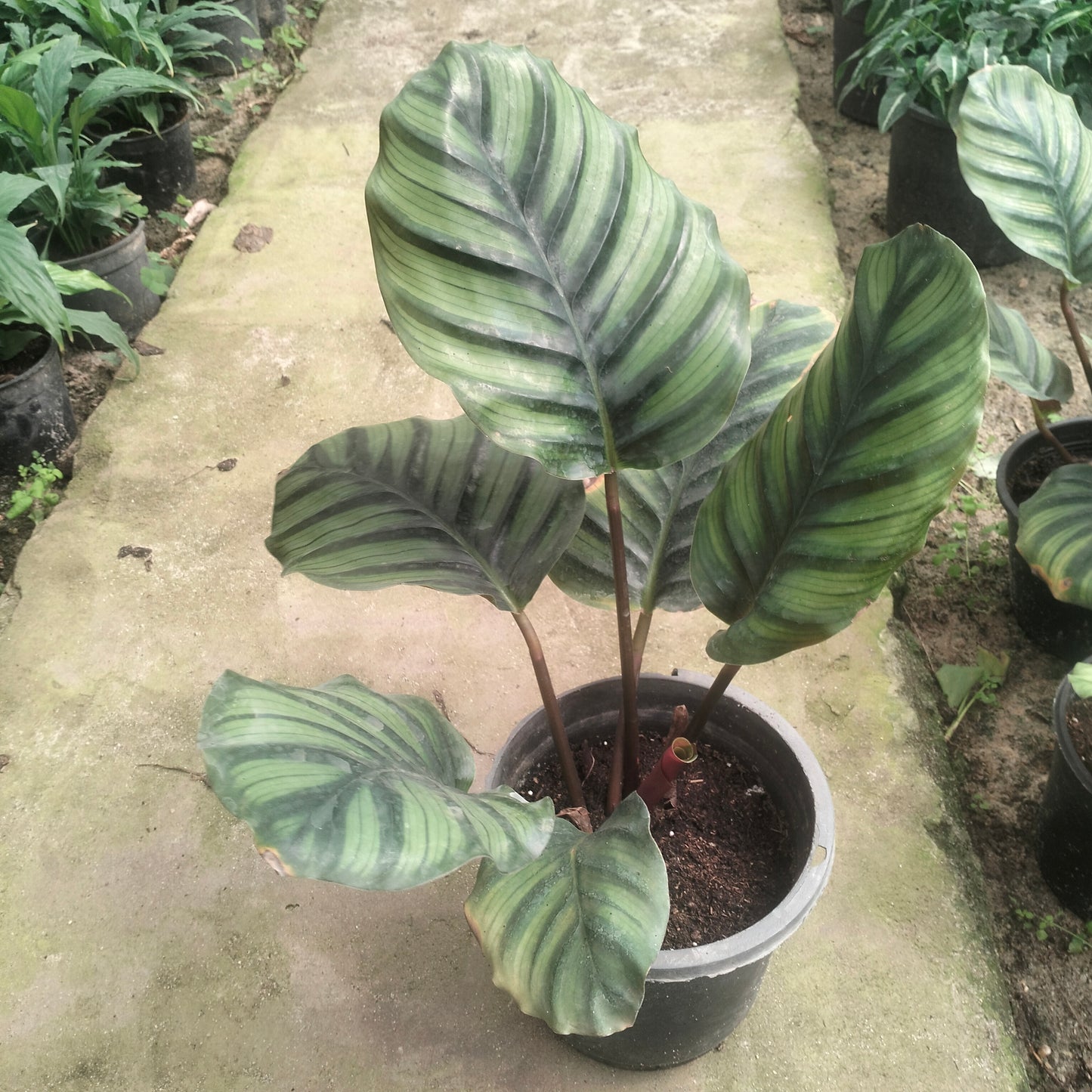 Calathea Peacock _ كالاثيا