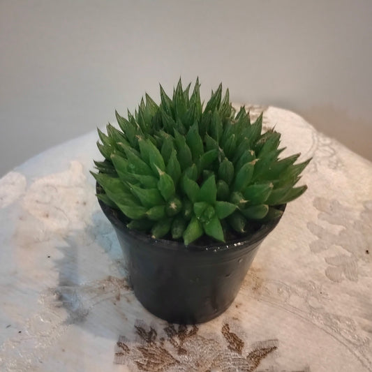 Window Haworthia هاورثيا 🪴