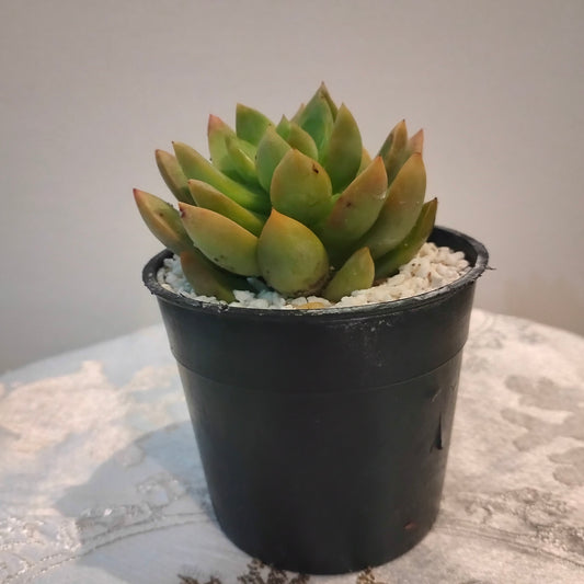 Red Echeveria ايشفيريا حمراء