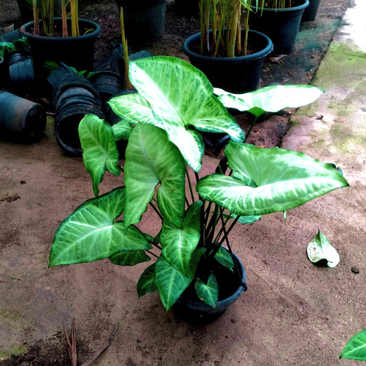 سينجونيوم – Syngonium 🌿