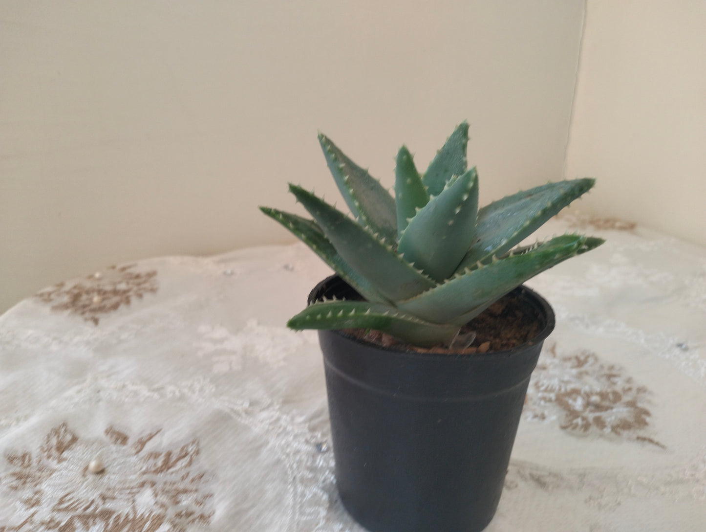 الوفيرا قزمية Dwarf Aloe Vera