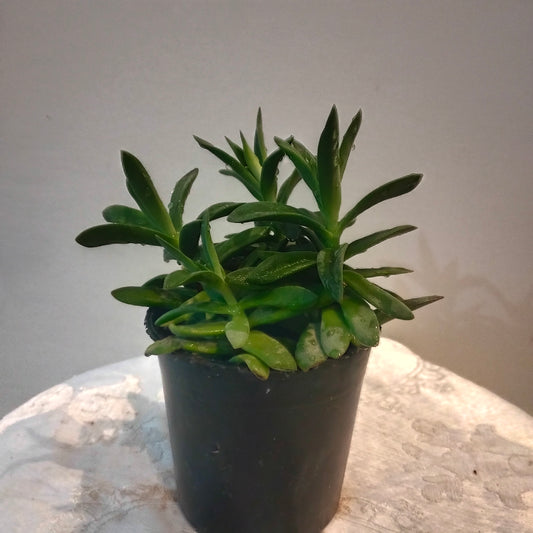 🌟 Golden Glow – سيدوم ذهبي