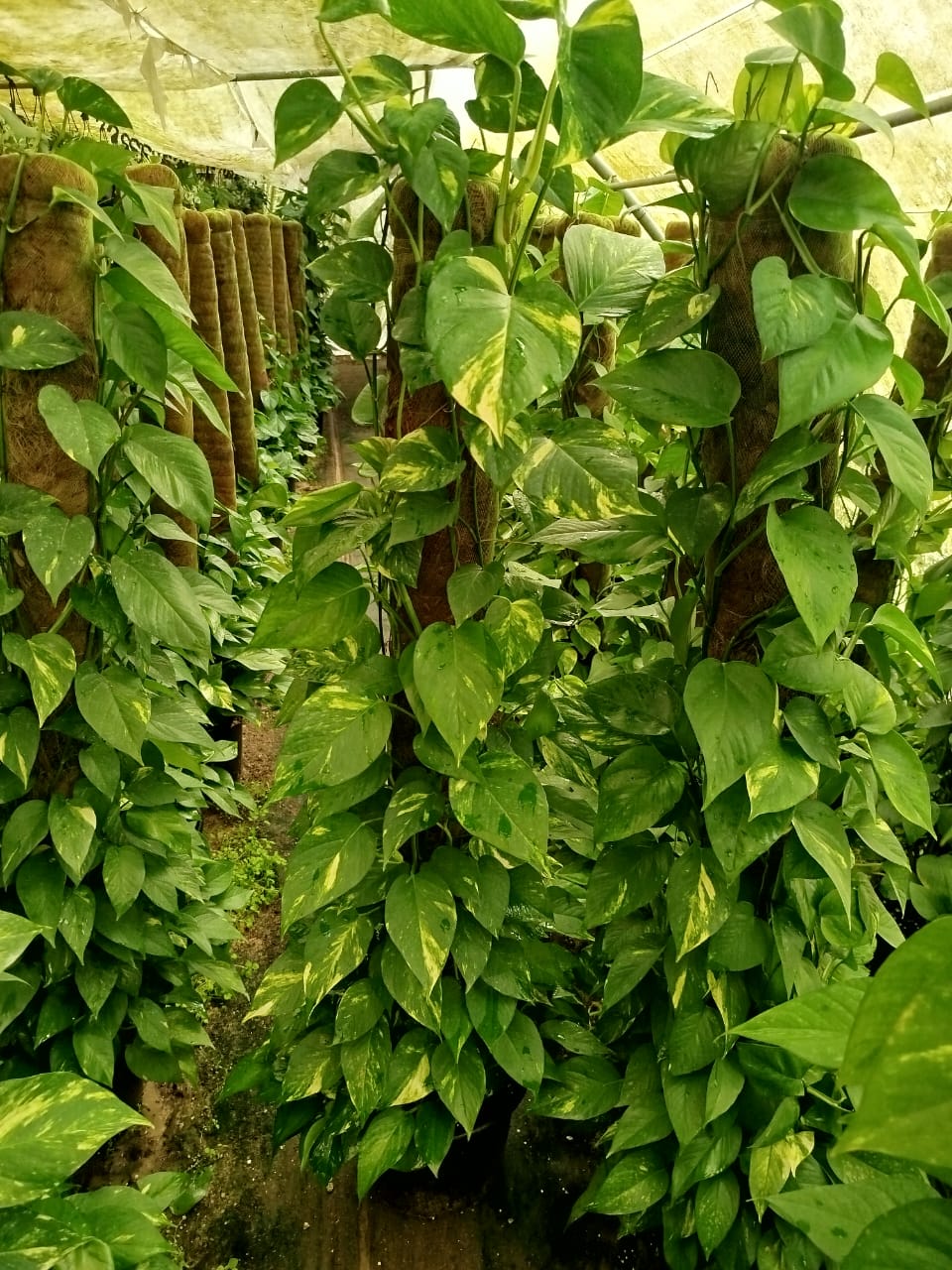 Golden Pothos بوتس عمودى 1.30 : 1.5M 🪴