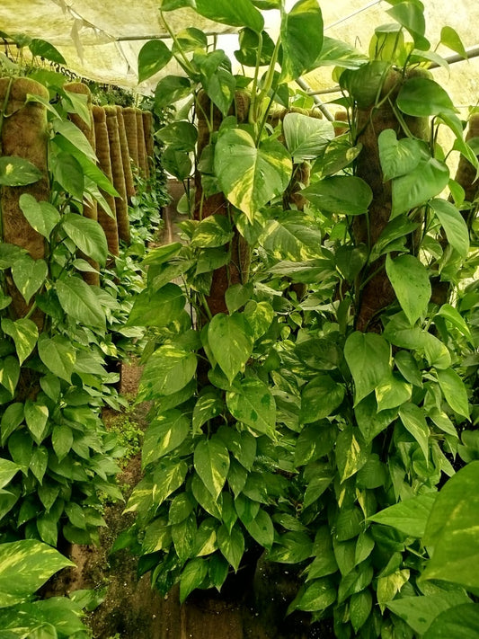 Golden Pothos بوتس عمودى 1.30 : 1.5M 🪴