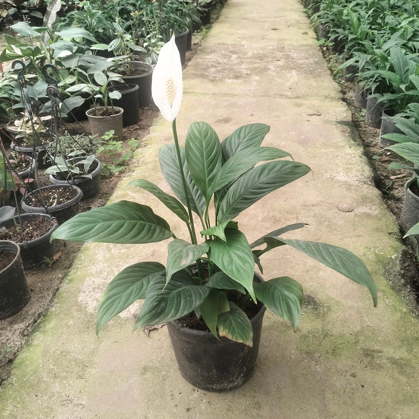 زنبق السلام - Peace lily 🪴
