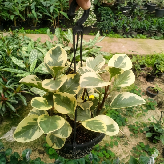 Yellow peperomia _ ببروميا صفراء