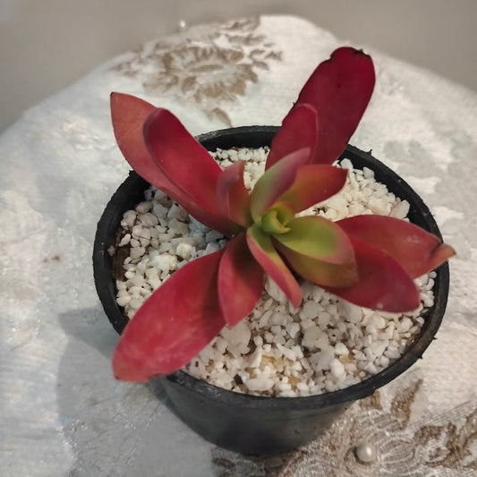 🌟 Red Flame – صبار المرجان الأحمر