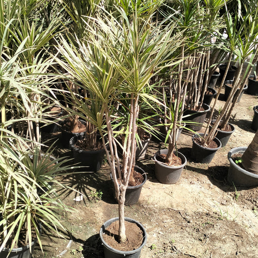 Draceana Reflexa دراسينا ريفلكسا