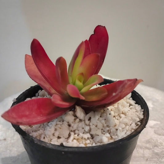 🌟 Red Flame – صبار المرجان الأحمر