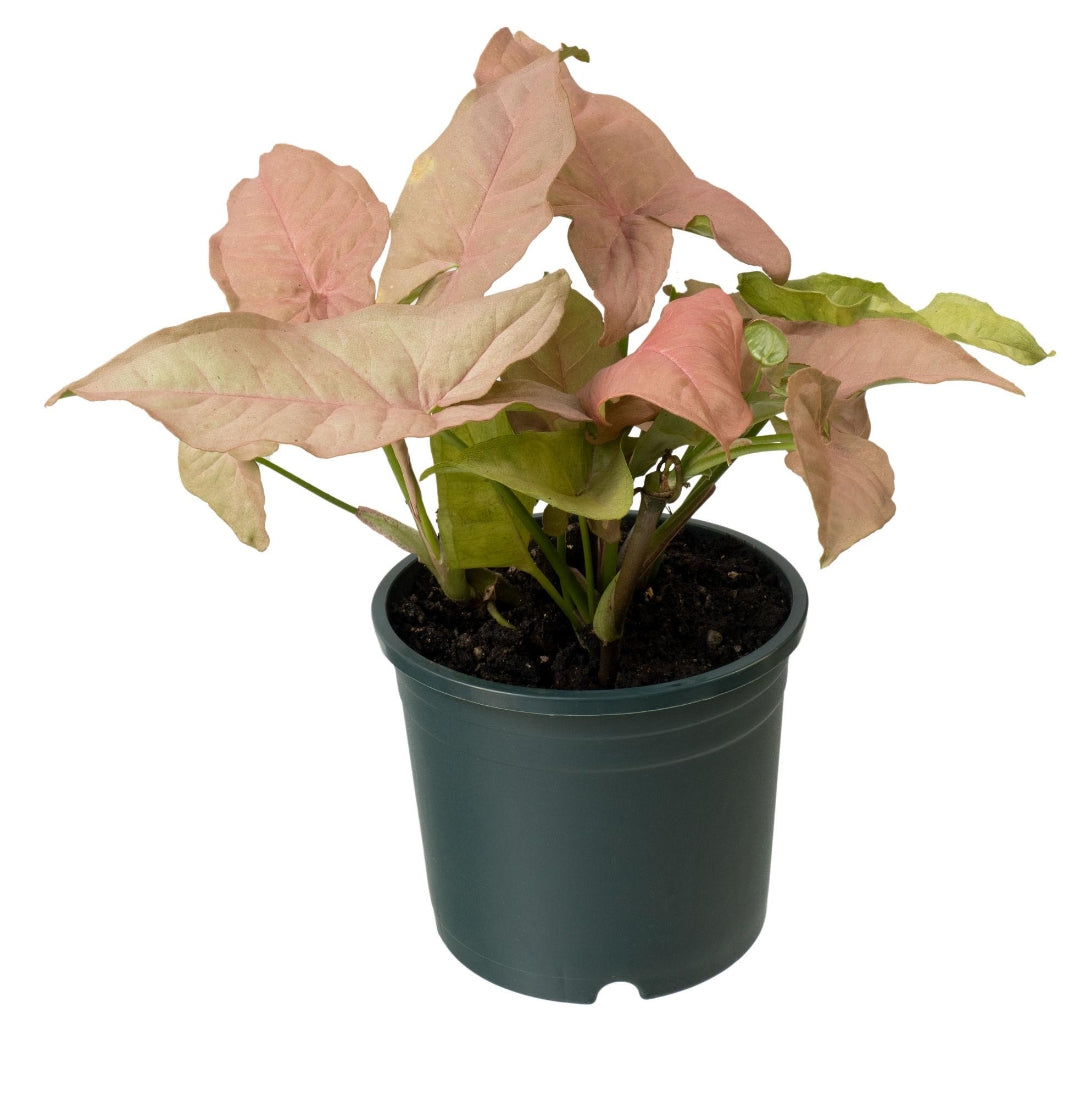 بينك سينجونيوم - Pink Syngonium 🌿