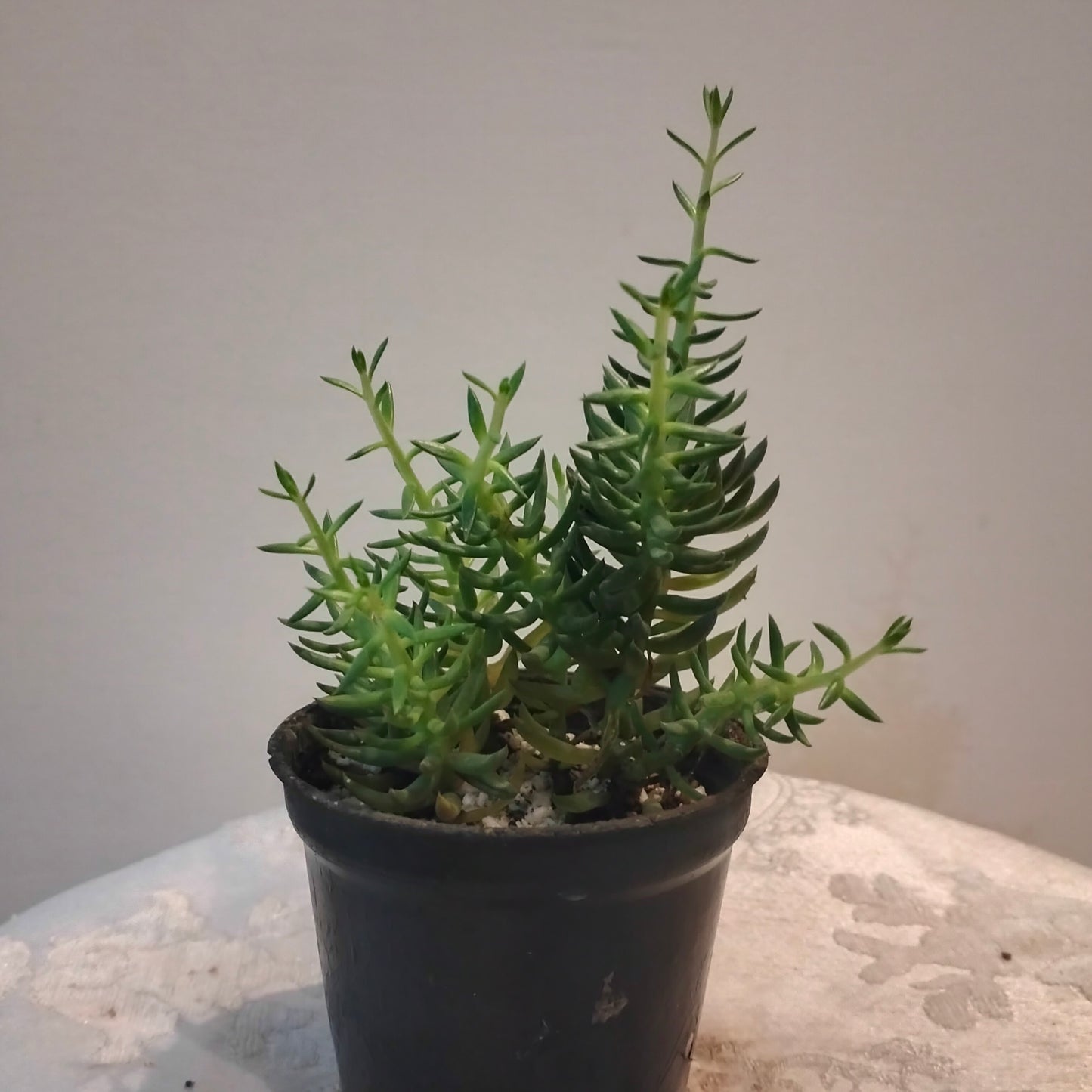 Petrosedum بيتروسيدم